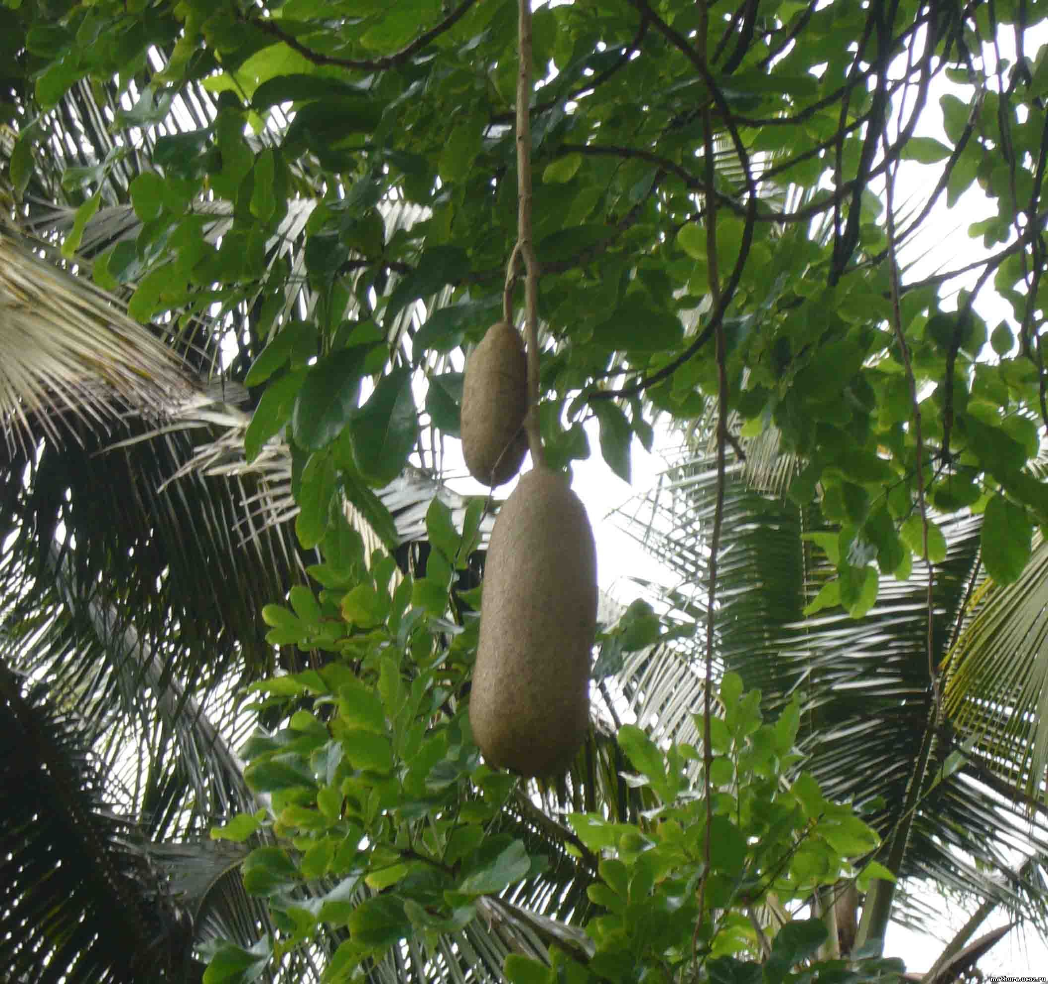 Сосисочное дерево - Джакаранда - Kegelia afrikana