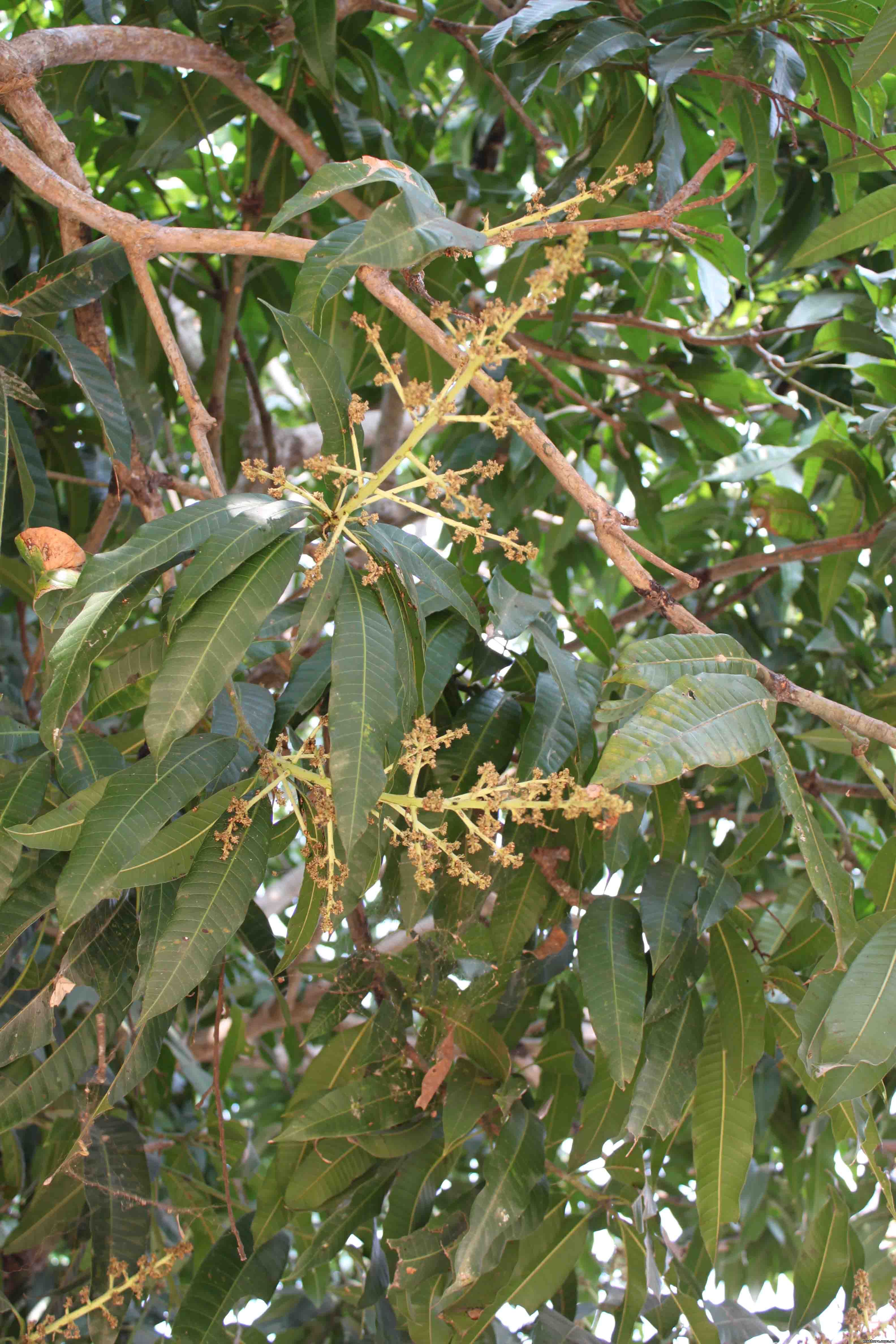 Зацветающее манго